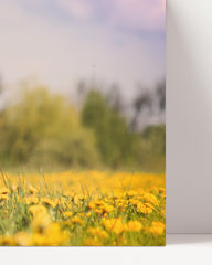 After Hover: Bernersennen-Hund in Blumenwiese
