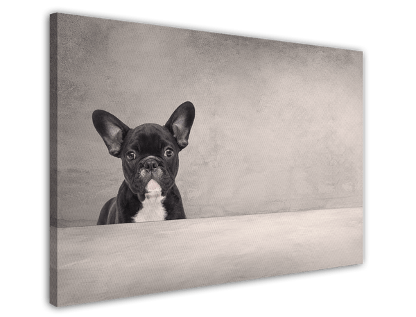 Schwarze französische Bulldogge