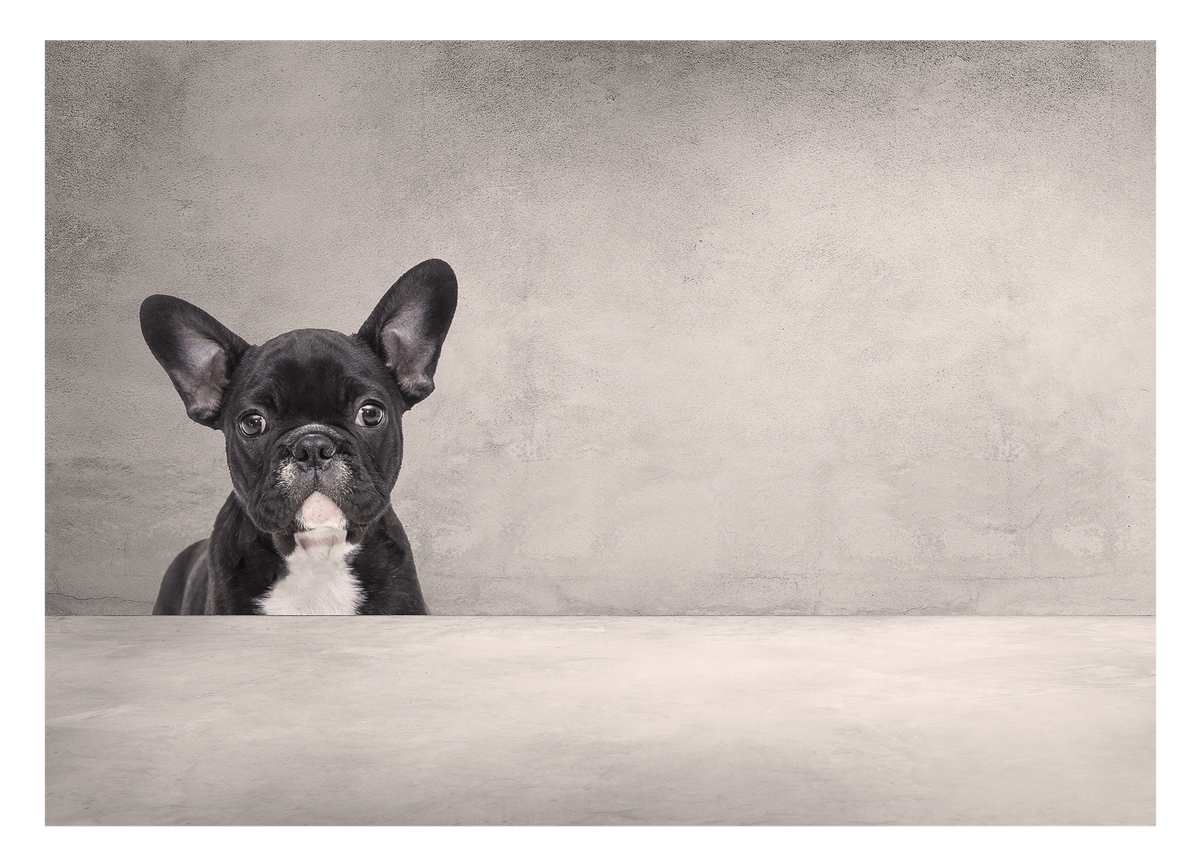 Schwarze französische Bulldogge