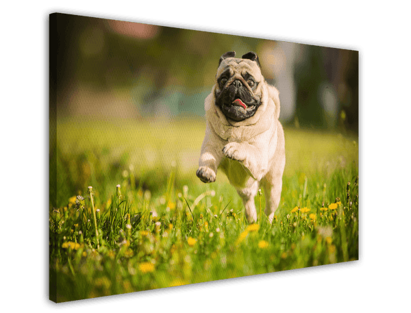 Rennender Mops