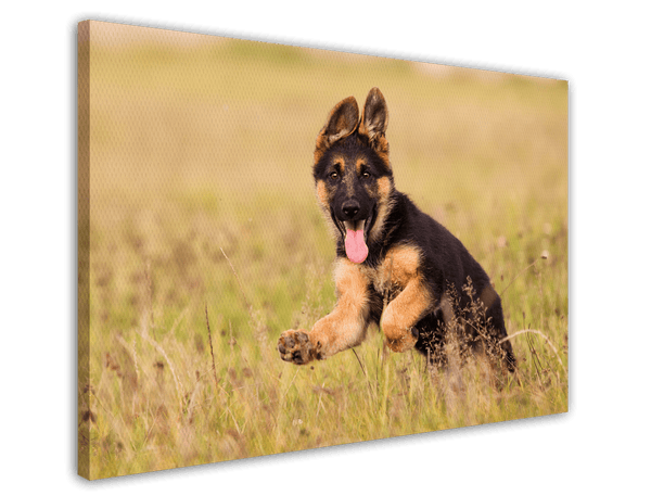 Süßer Schäferhund-Welpe