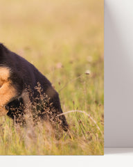 After Hover: Süßer Schäferhund-Welpe