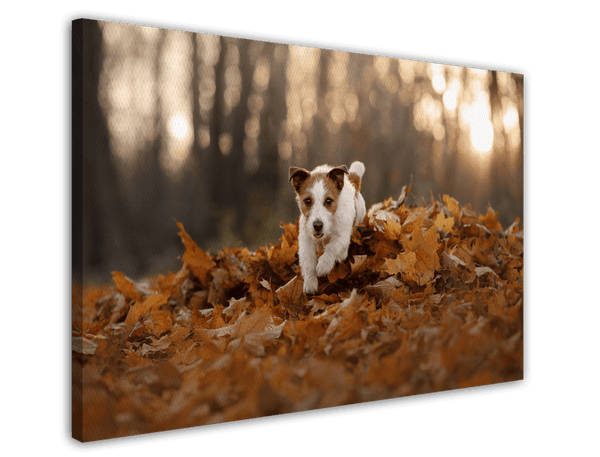 Jack Russel Terrier im Laub