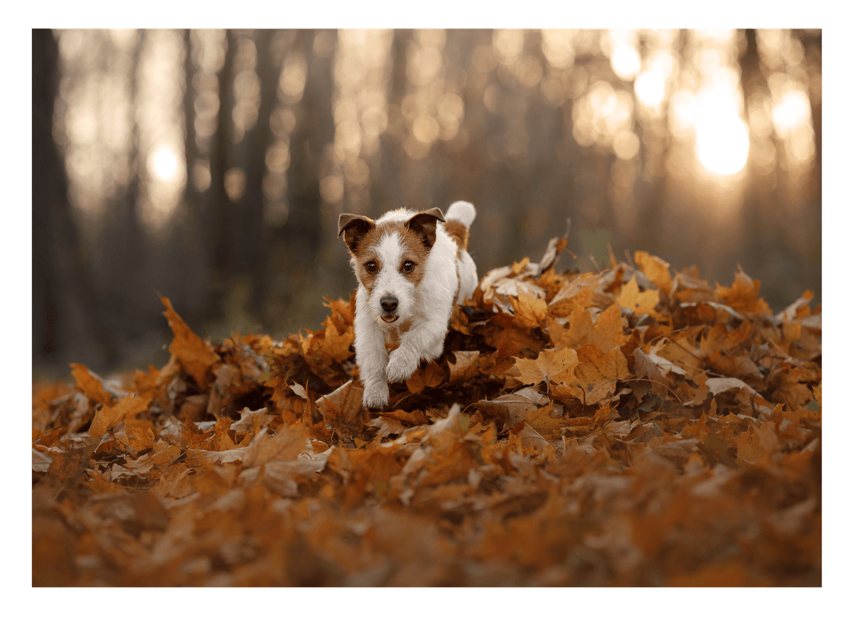 Jack Russel Terrier im Laub