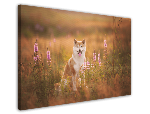Shiba Inu in Blumenwiese