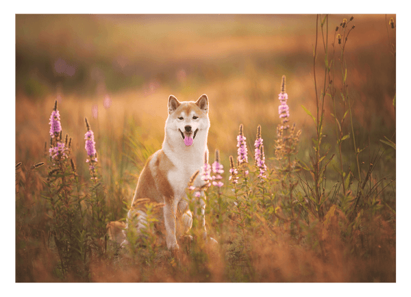 Shiba Inu in Blumenwiese