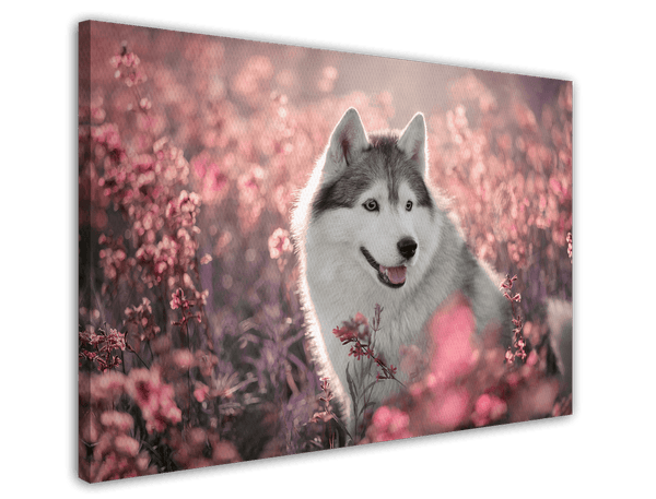 Husky in Blumenwiese