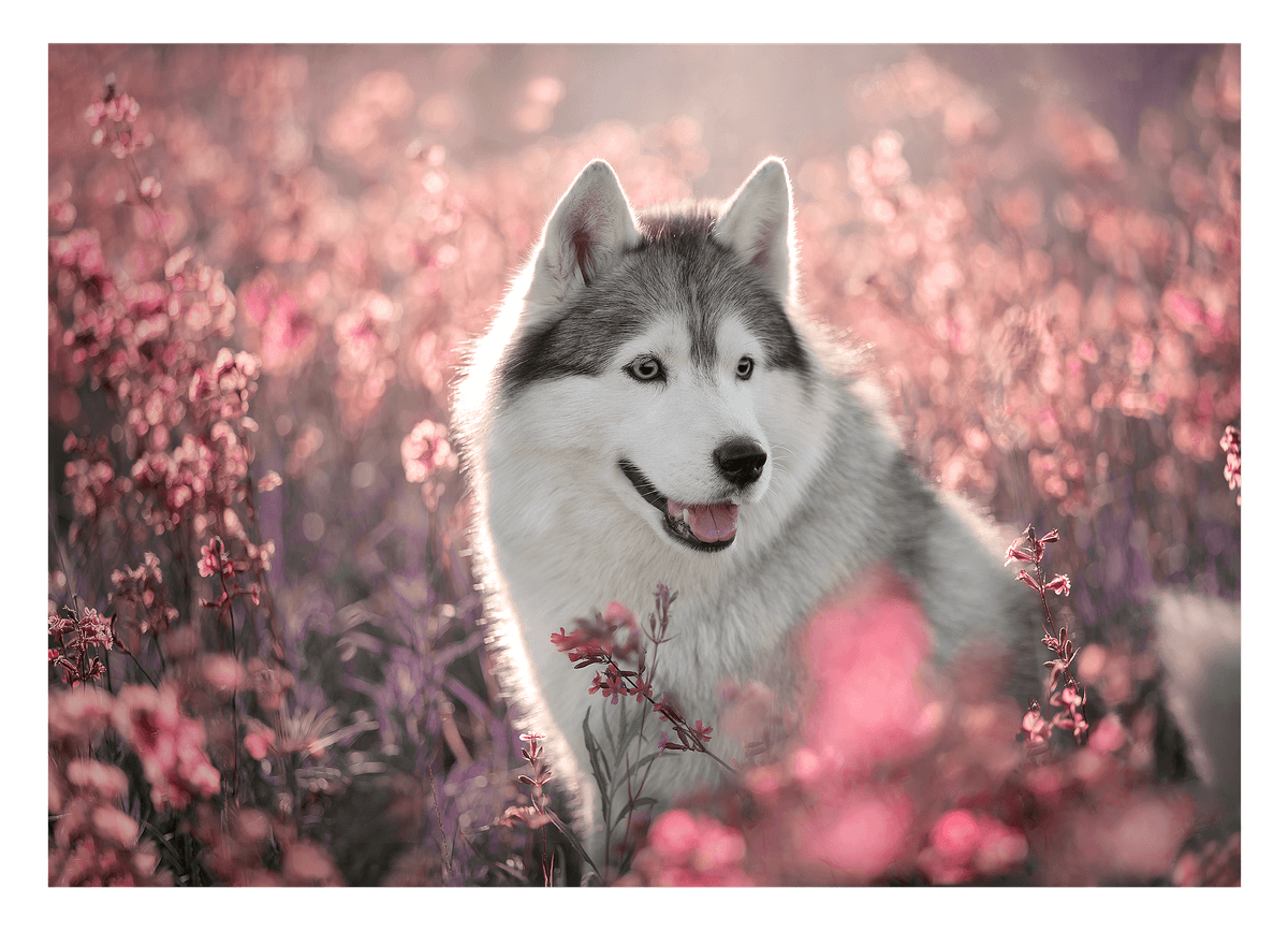 Husky in Blumenwiese