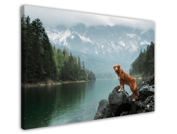 Hund in Berglandschaft