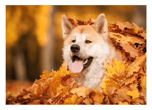 Akita Inu im Laub