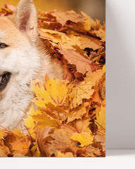 After Hover: Akita Inu im Laub
