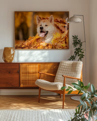 After Hover: Akita Inu im Laub