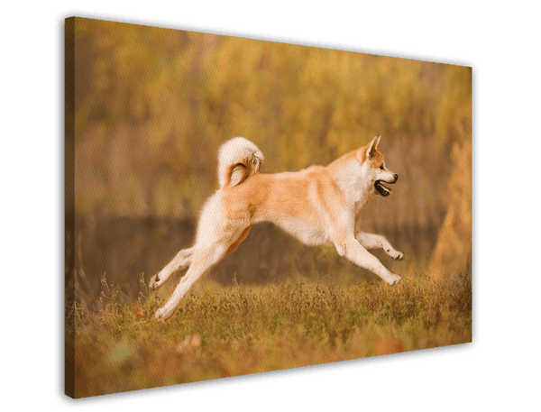 Rennender Akita Inu