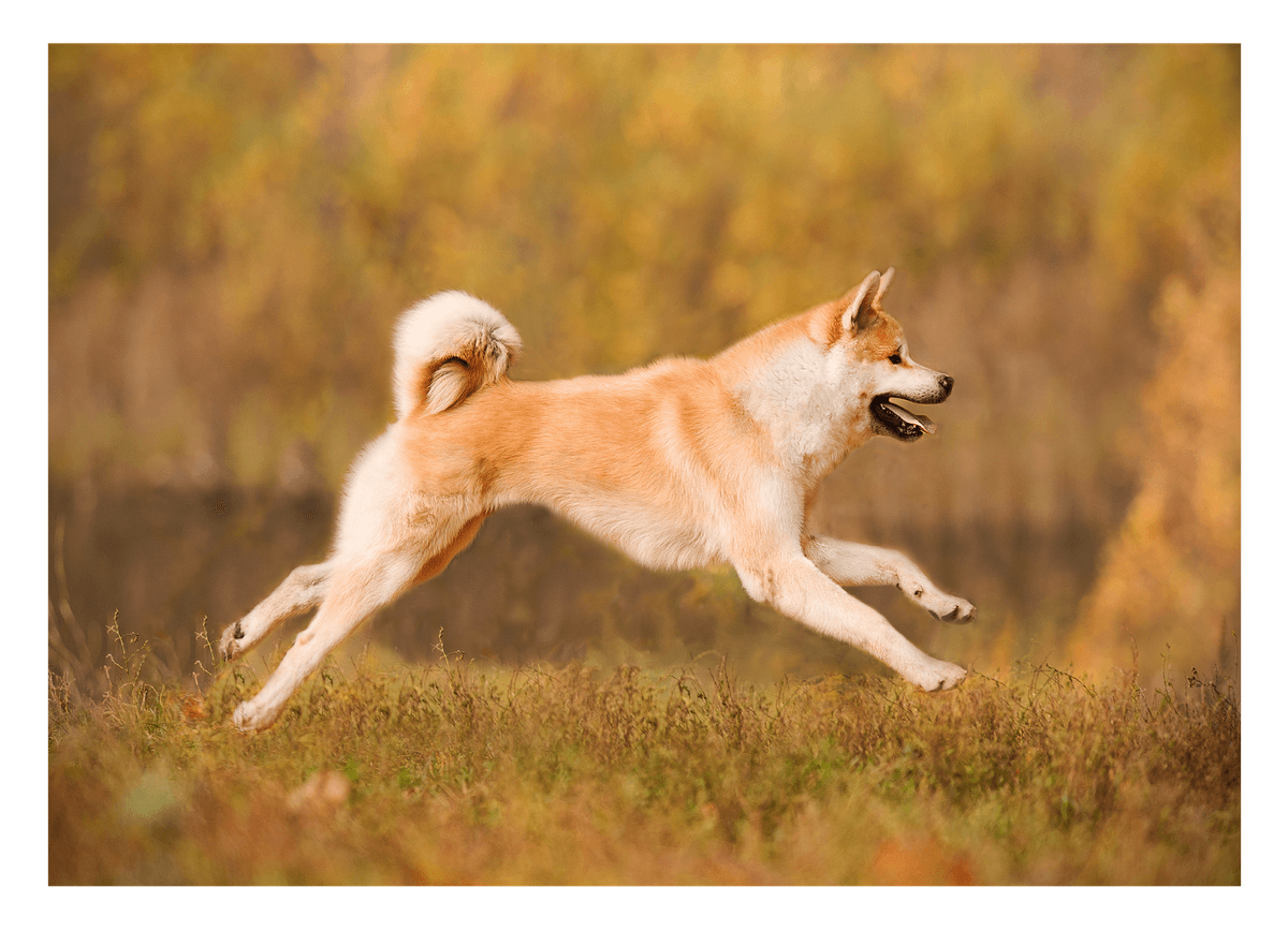 Rennender Akita Inu