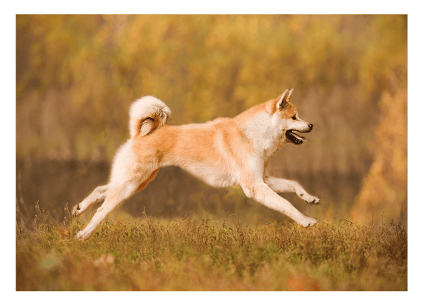 Rennender Akita Inu