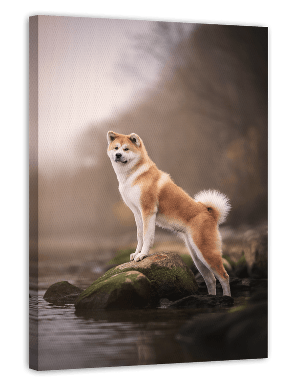 Akita Inu am Wasser