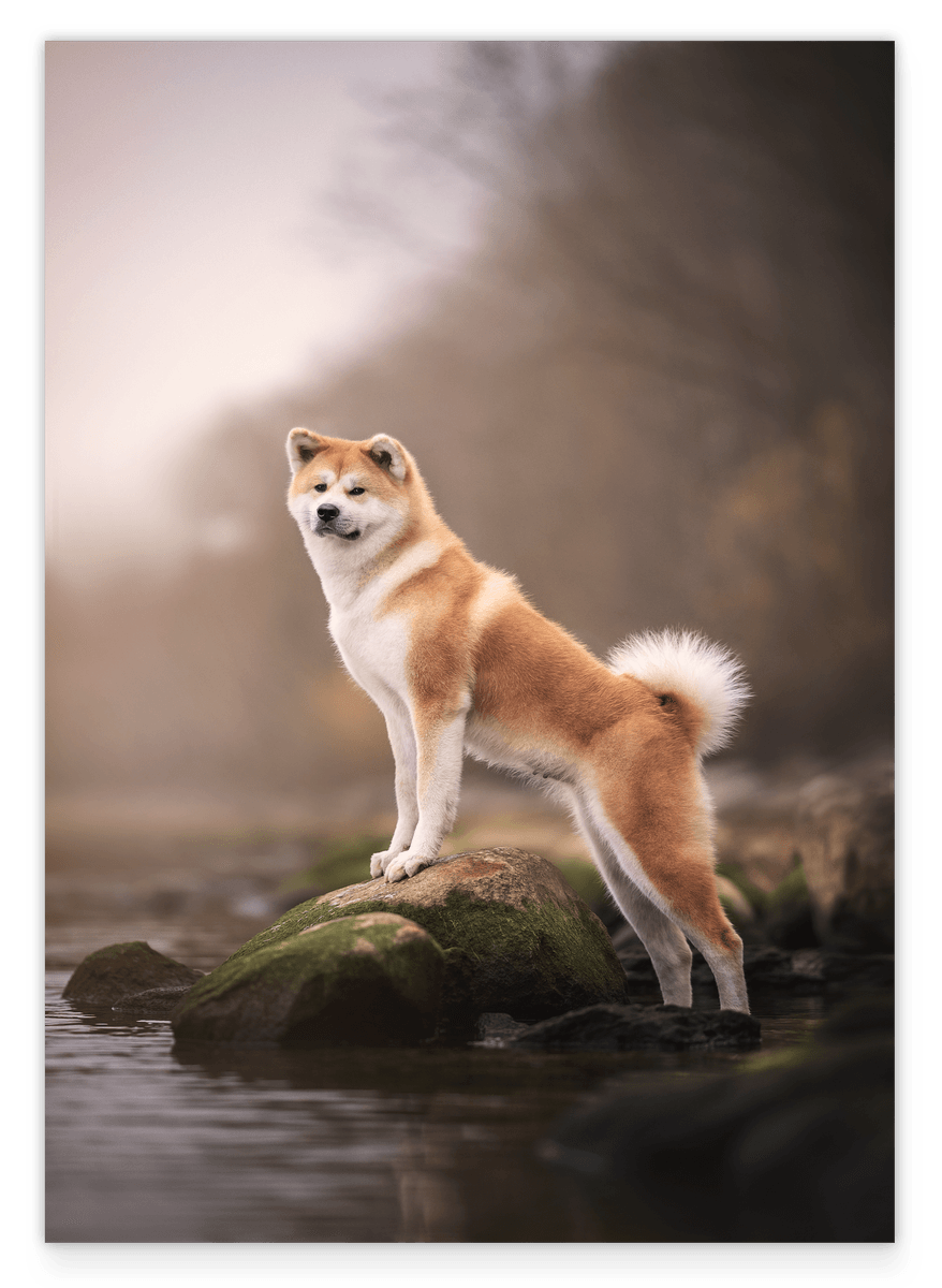 Akita Inu am Wasser