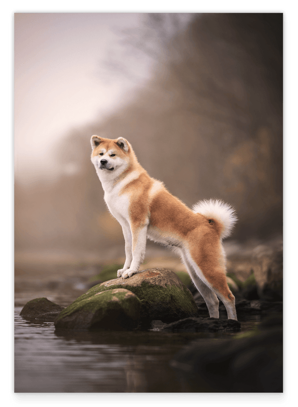 Akita Inu am Wasser