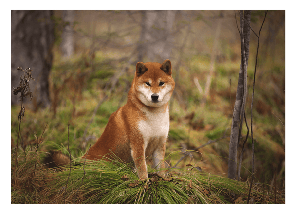 Shiba Inu im Wald