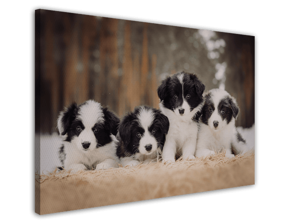 Süße Hundewelpen
