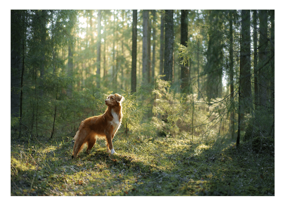 Hund im Wald