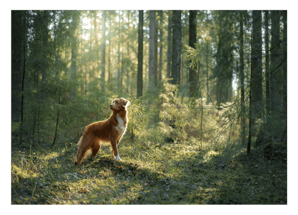 Hund im Wald