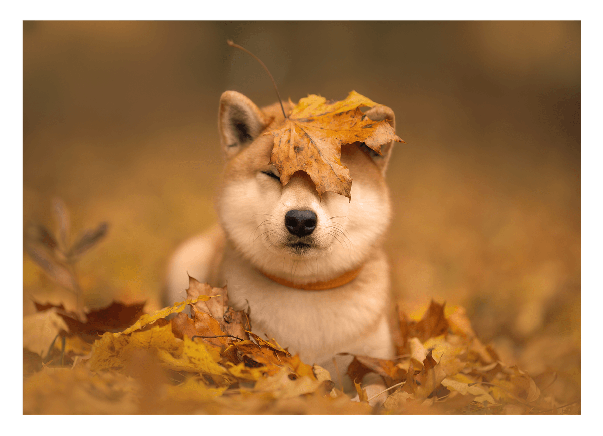 Shiba Inu im Laub