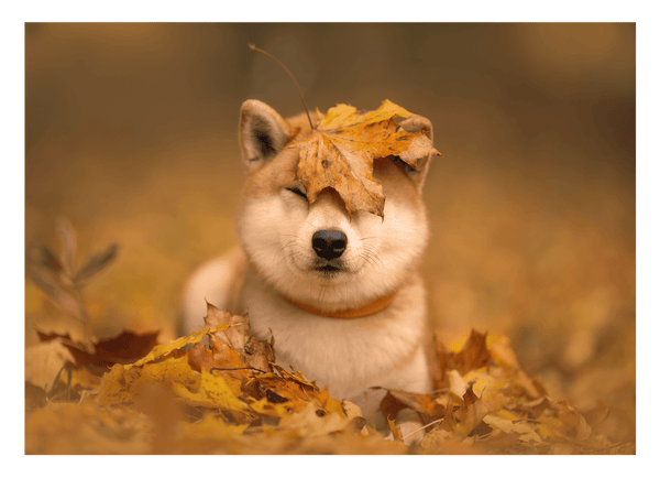 Shiba Inu im Laub