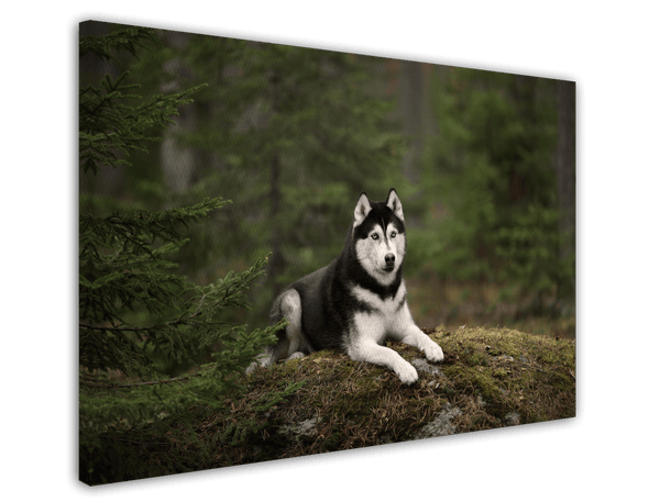 Husky im Wald
