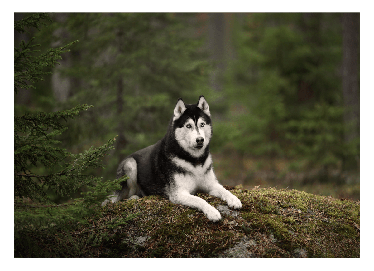 Husky im Wald