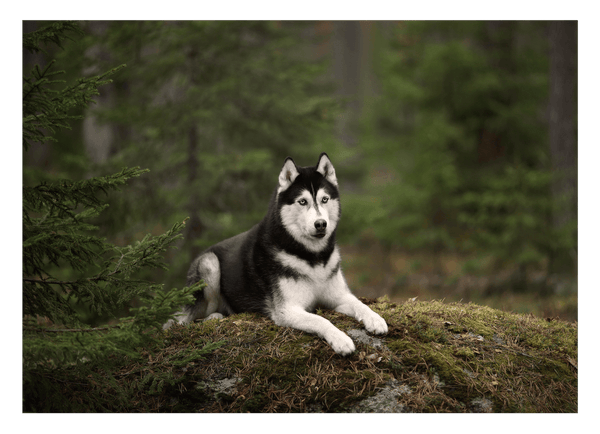 Husky im Wald
