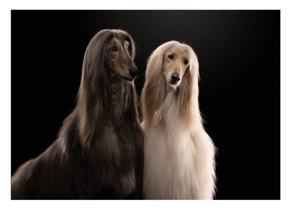 Afghanen-Windhunde