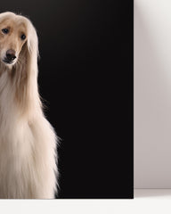 After Hover: Afghanen-Windhunde