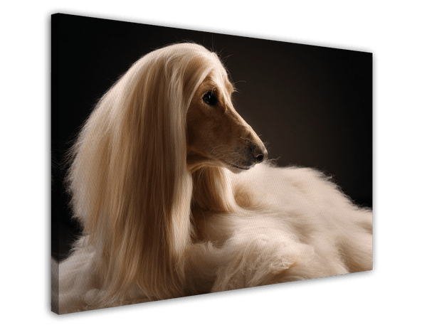 Eleganter Afghanen-Windhund