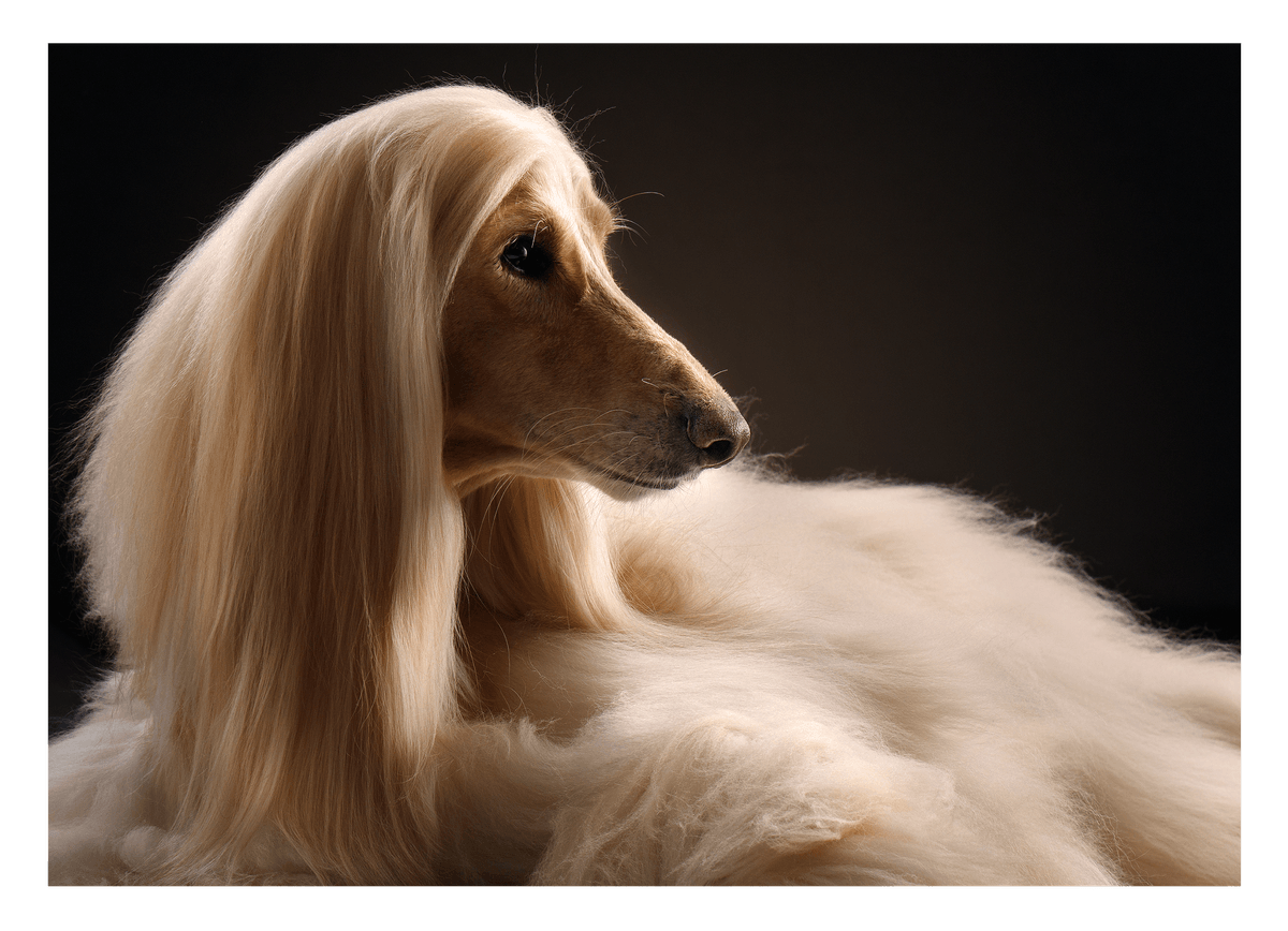 Eleganter Afghanen-Windhund