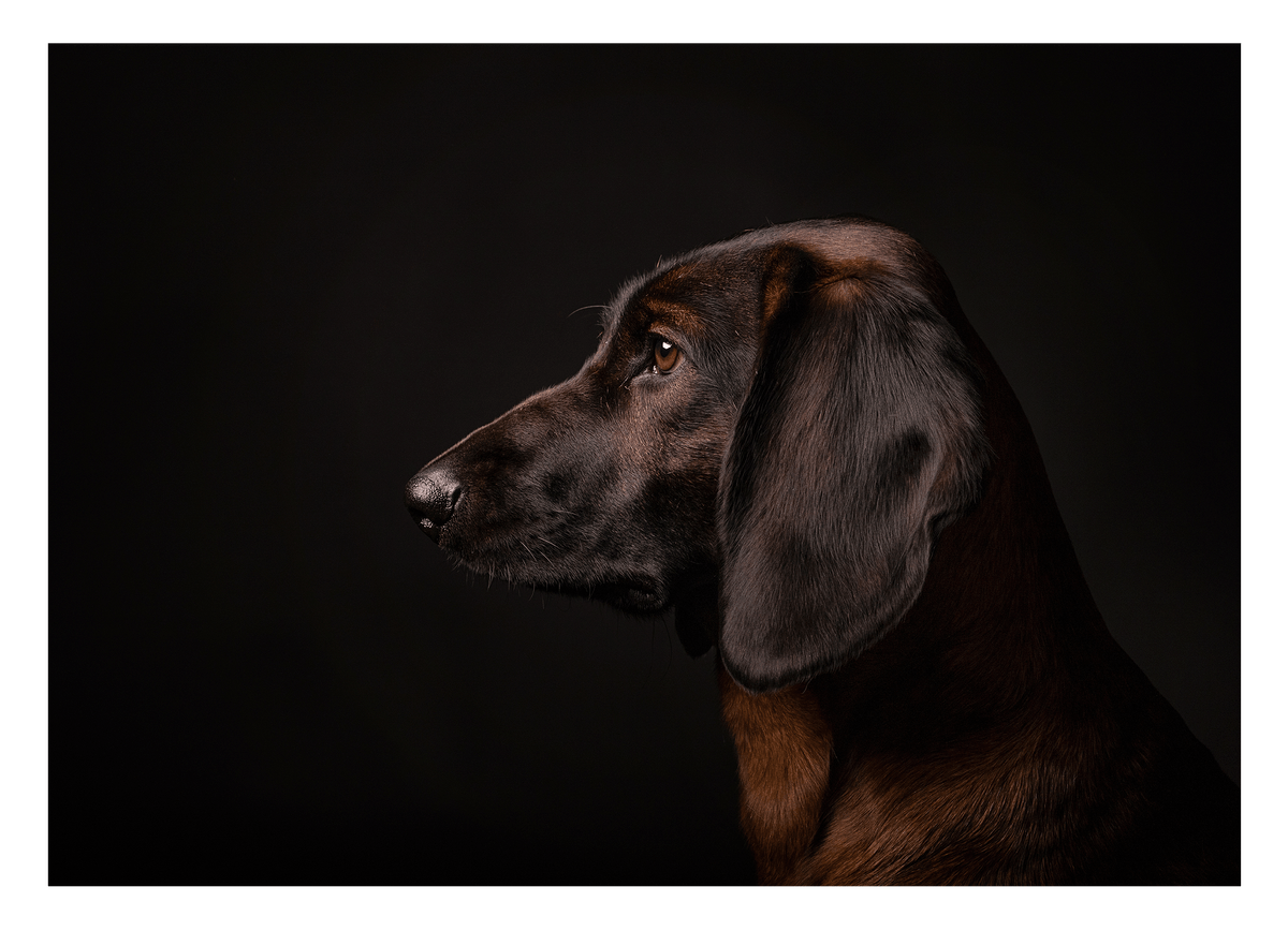 Bayerischer Gebirgsschweißhund - Jagdhund