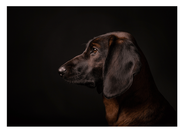 Bayerischer Gebirgsschweißhund - Jagdhund