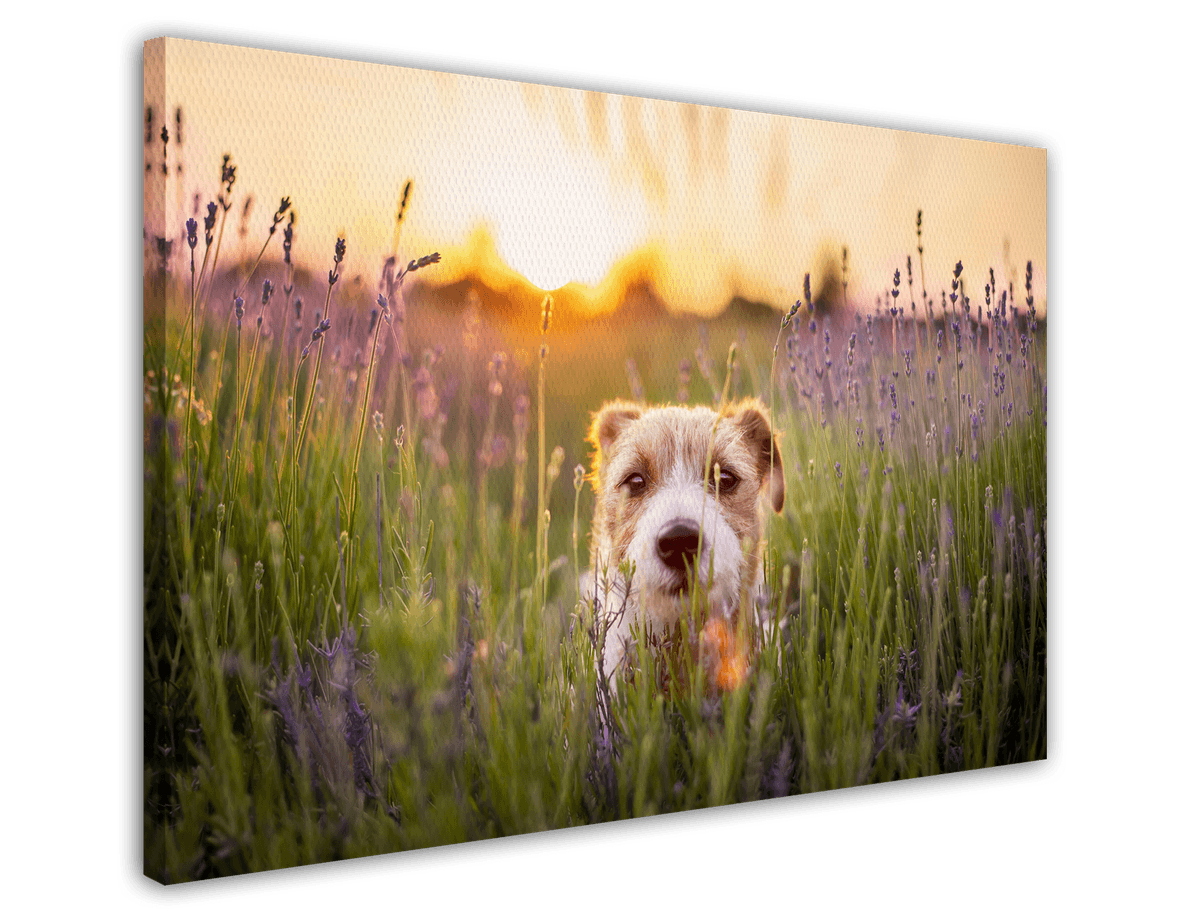 stretched-canvas
