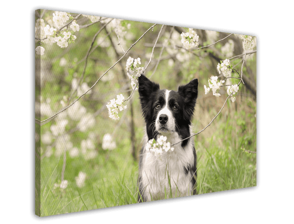 Süßer Hund in Blütenlandschaft