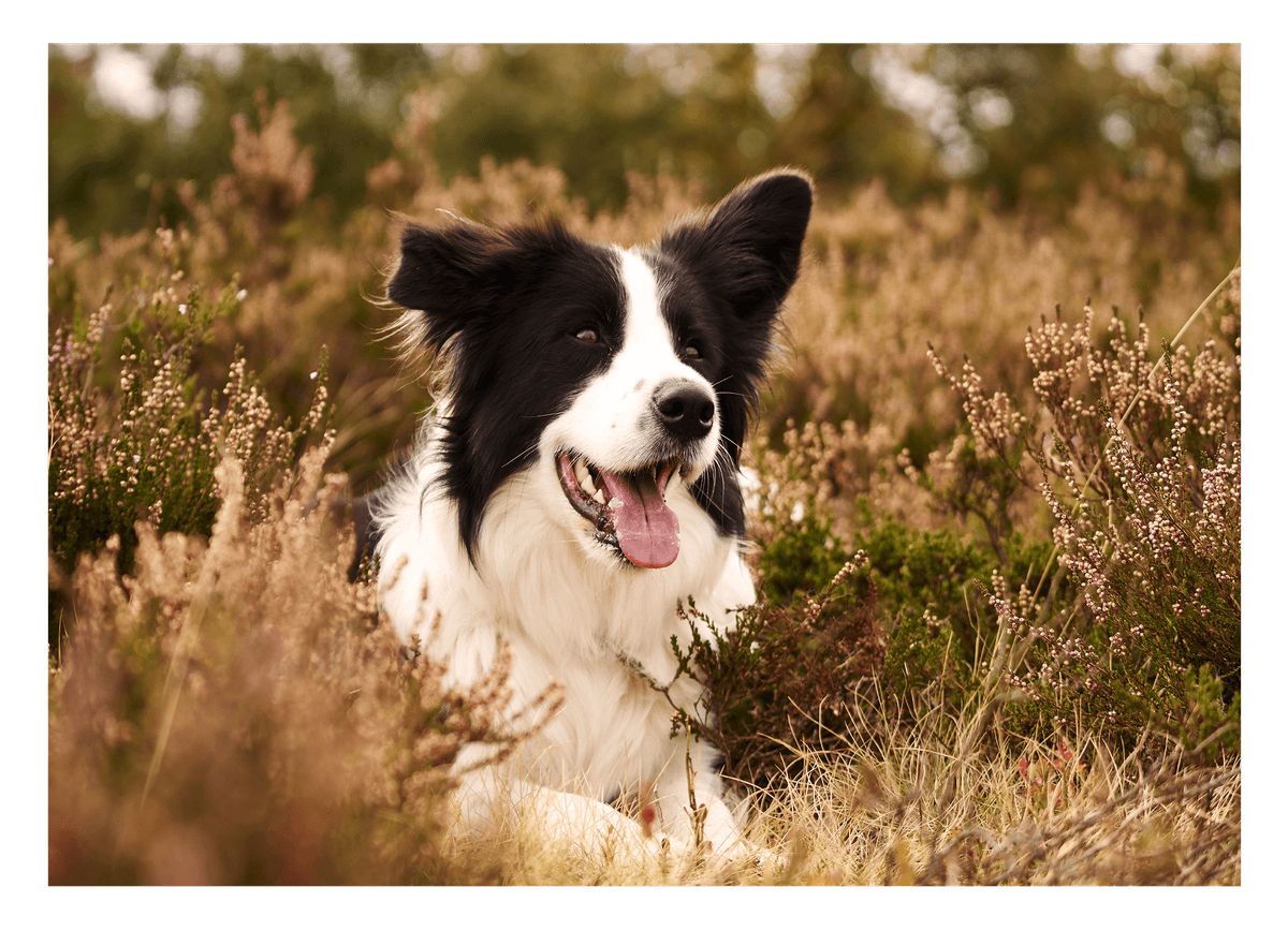 Hund - Border Collie in der Natur