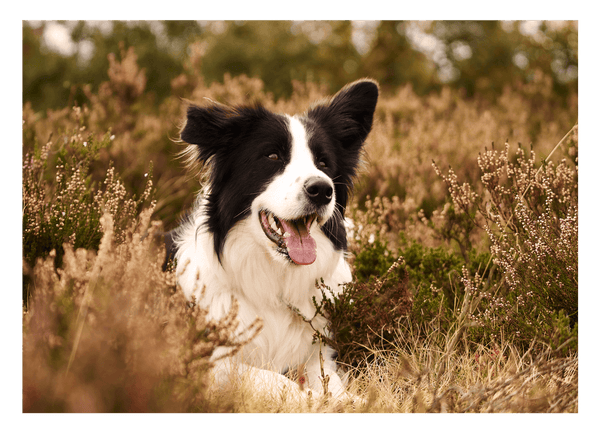 Hund - Border Collie in der Natur