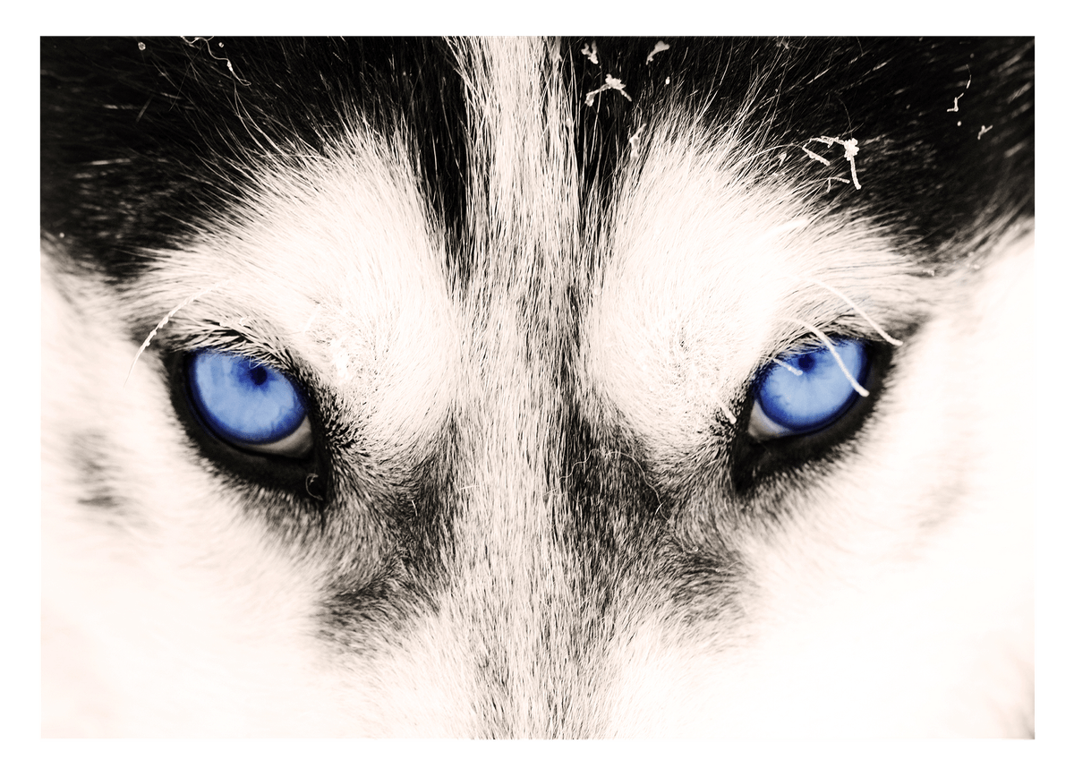Blaue Husky-Augen