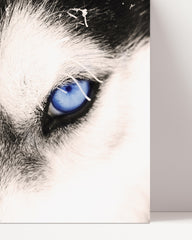 After Hover: Blaue Husky-Augen