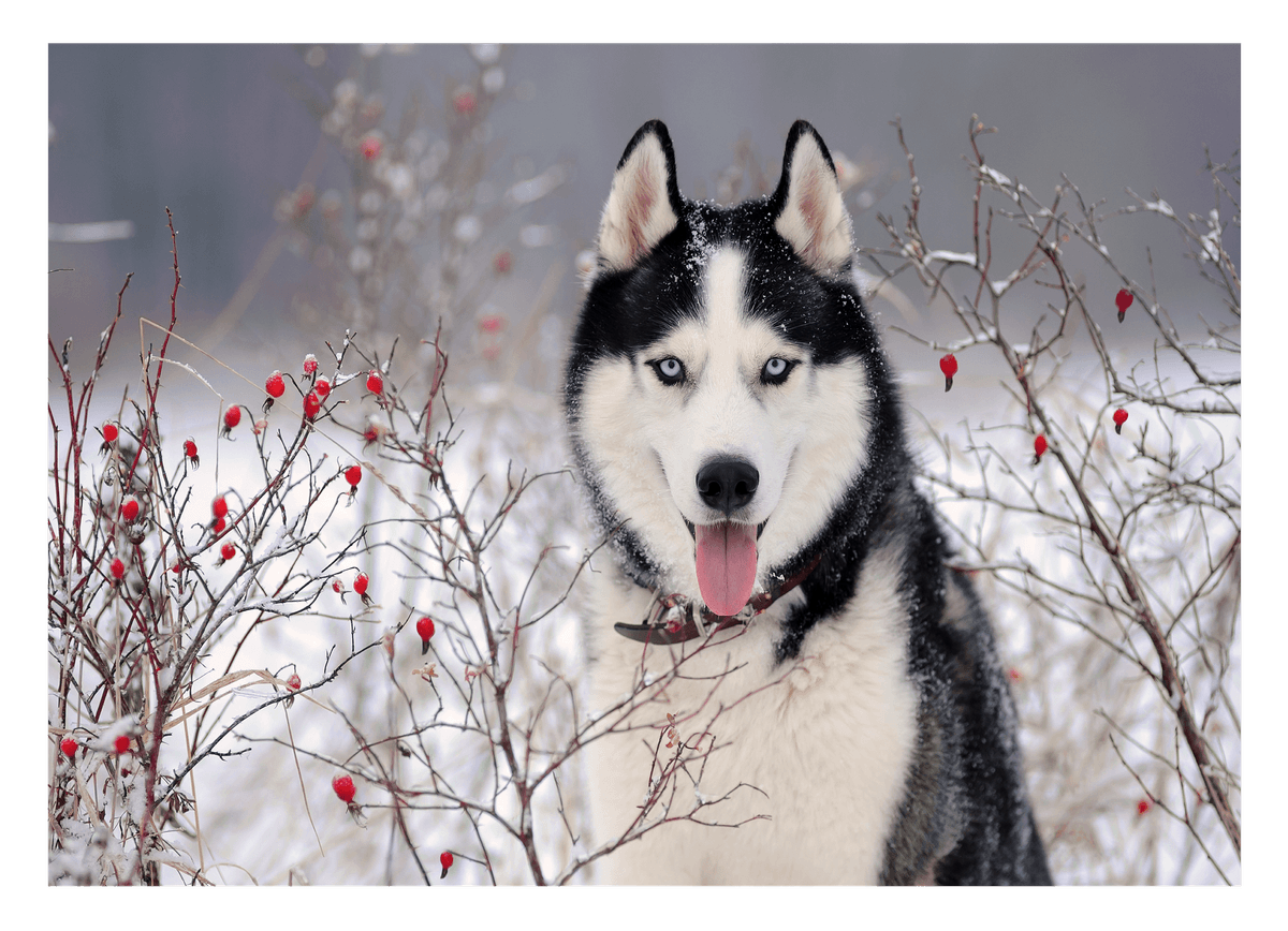 Husky im Winter