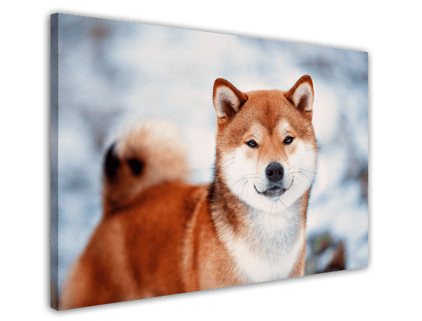 Shiba Inu