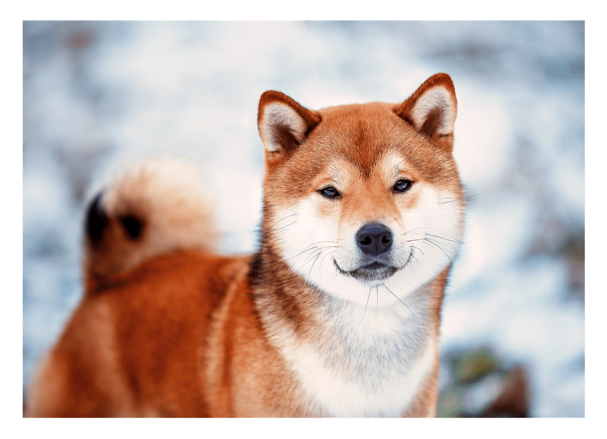 Shiba Inu