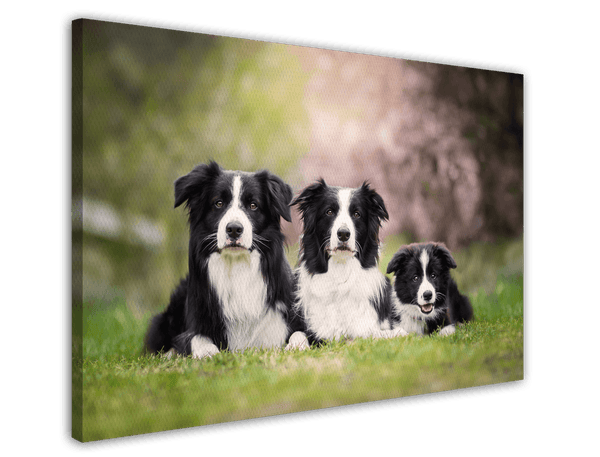 Border Collies