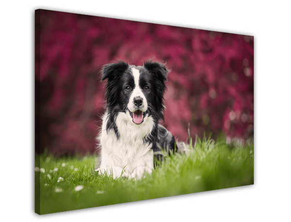 Border Collie auf der Wiese - Hunde Fotografie