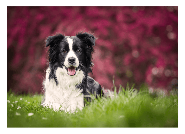 Border Collie auf der Wiese - Hunde Fotografie