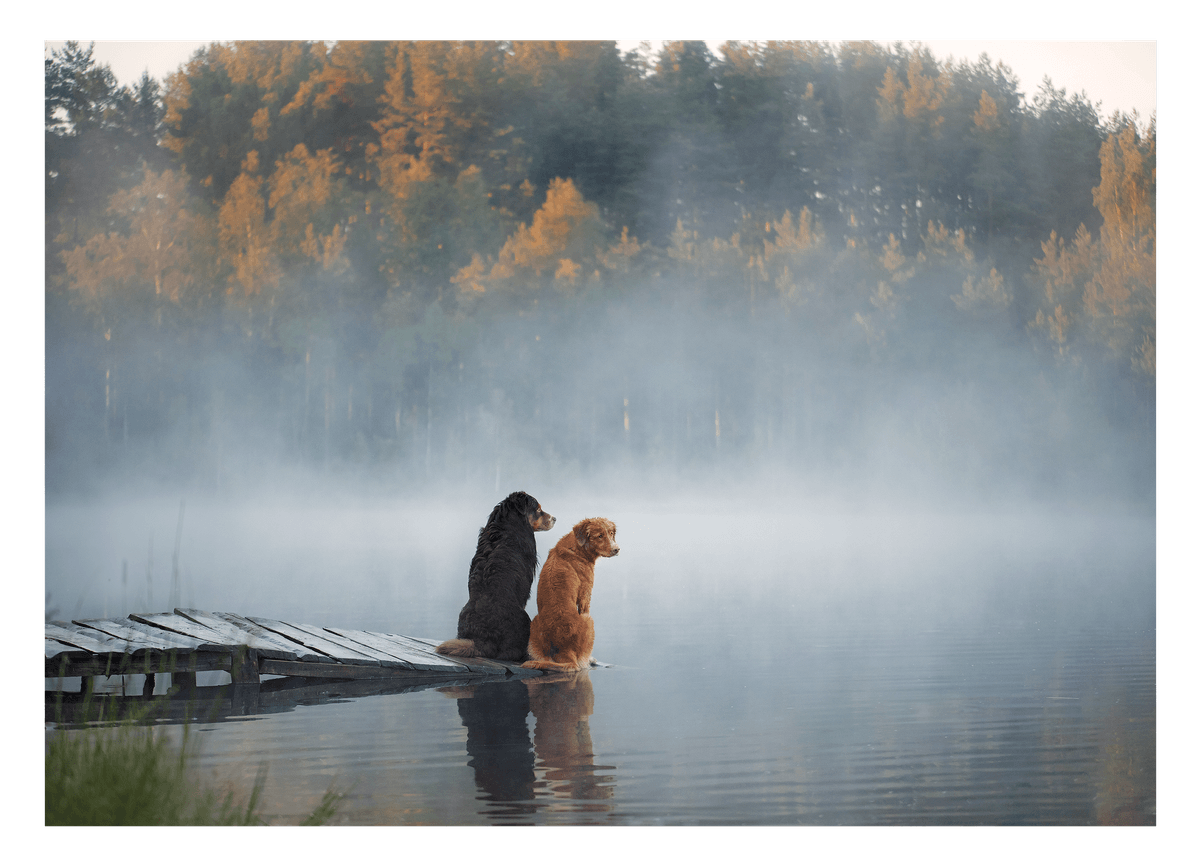 Hunde am See